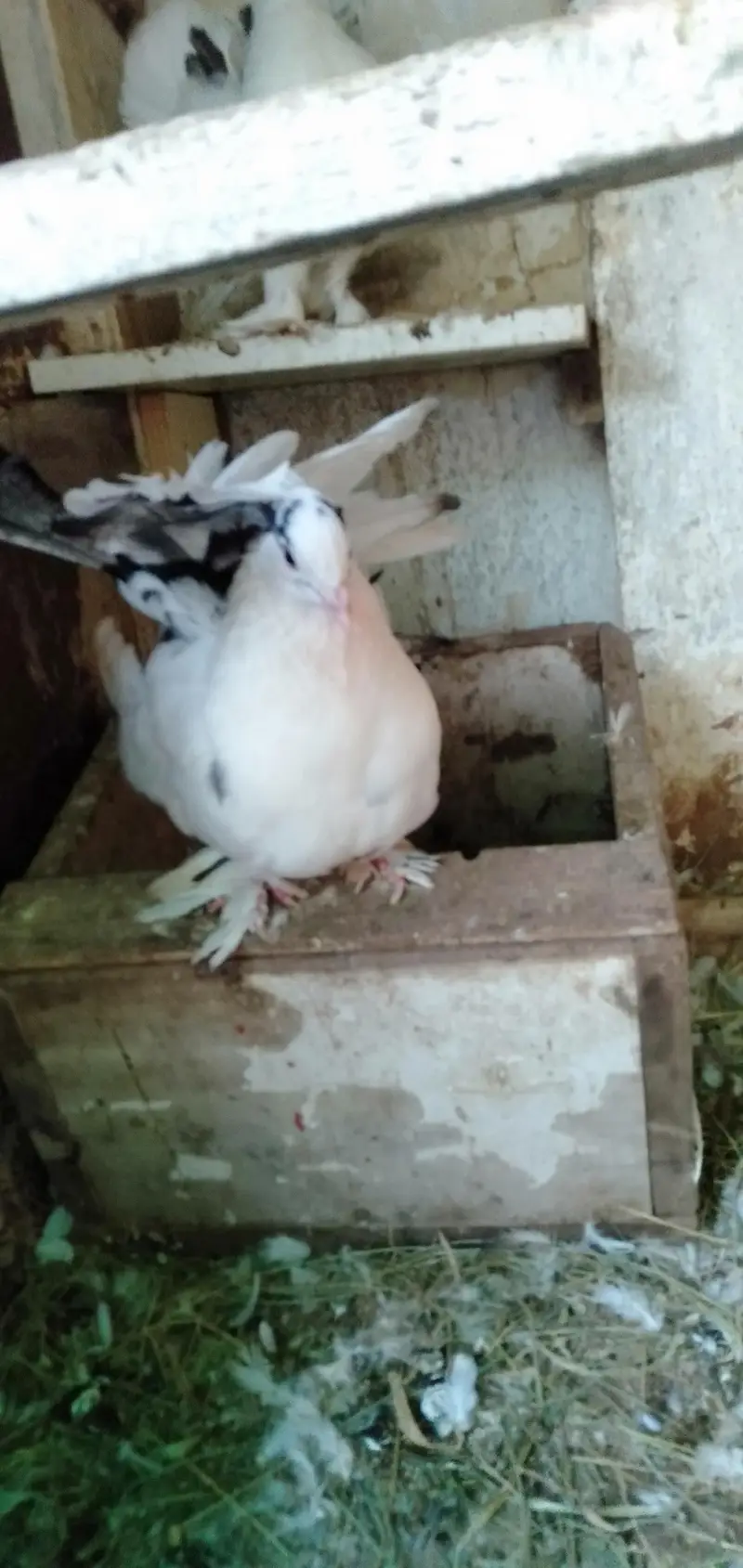 Lakka Pigeons — photo 5