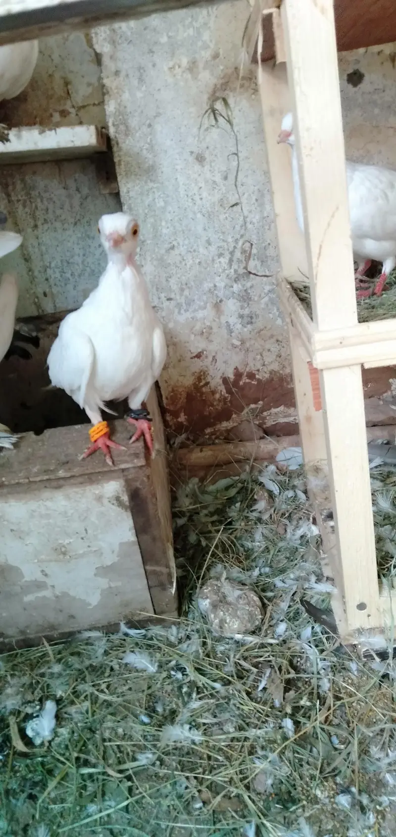 Lakka Pigeons — photo 6