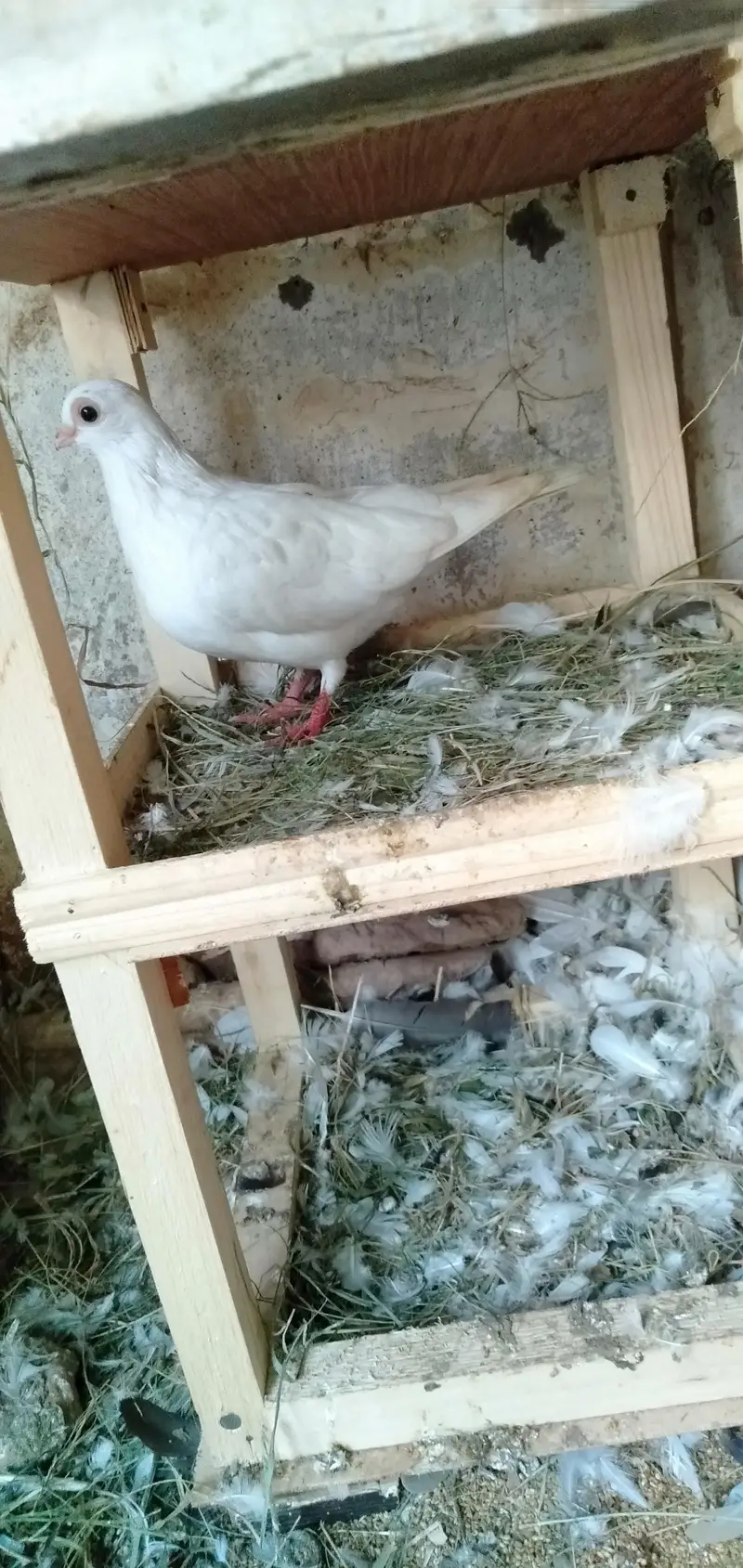 Lakka Pigeons — photo 7