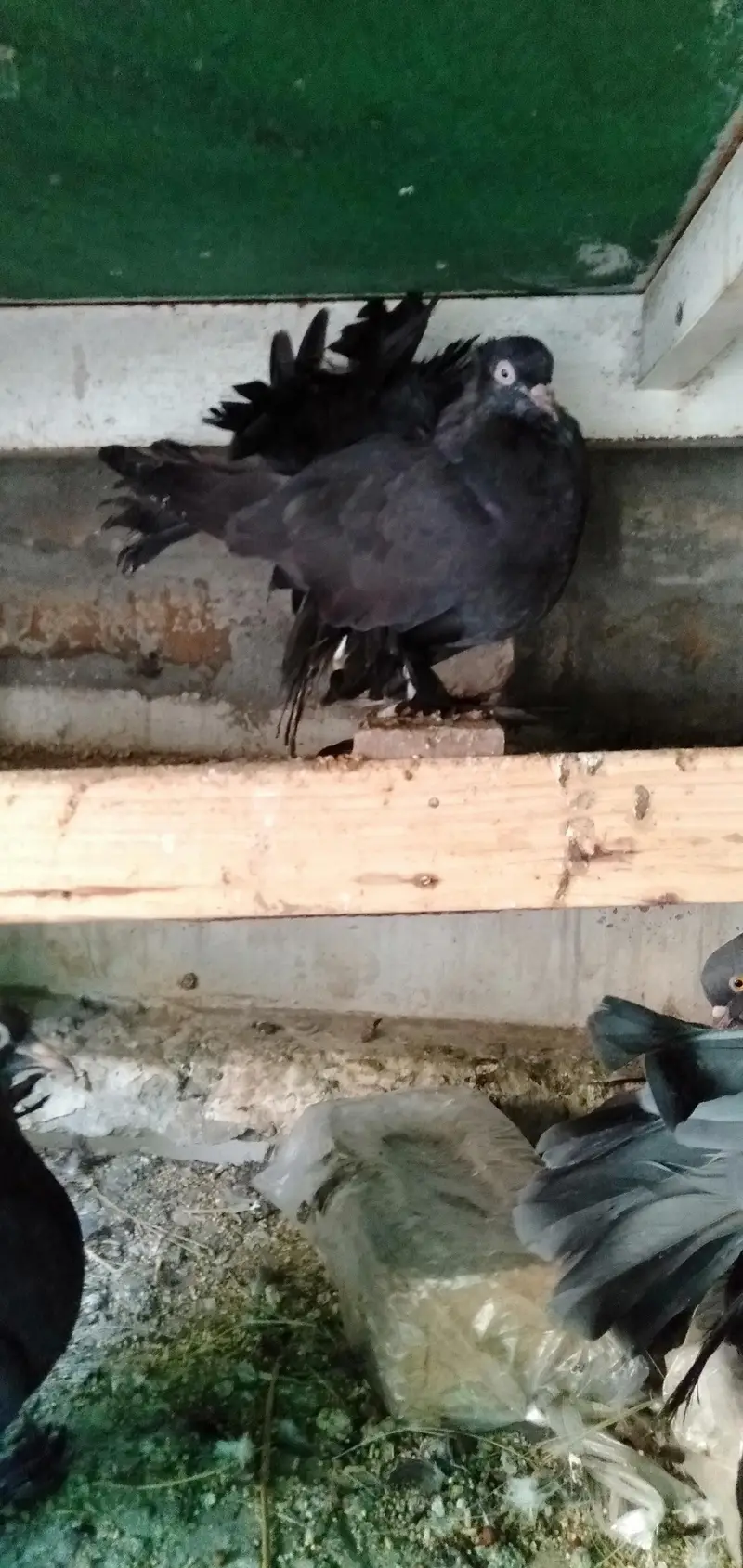 Lakka Pigeons — photo 8