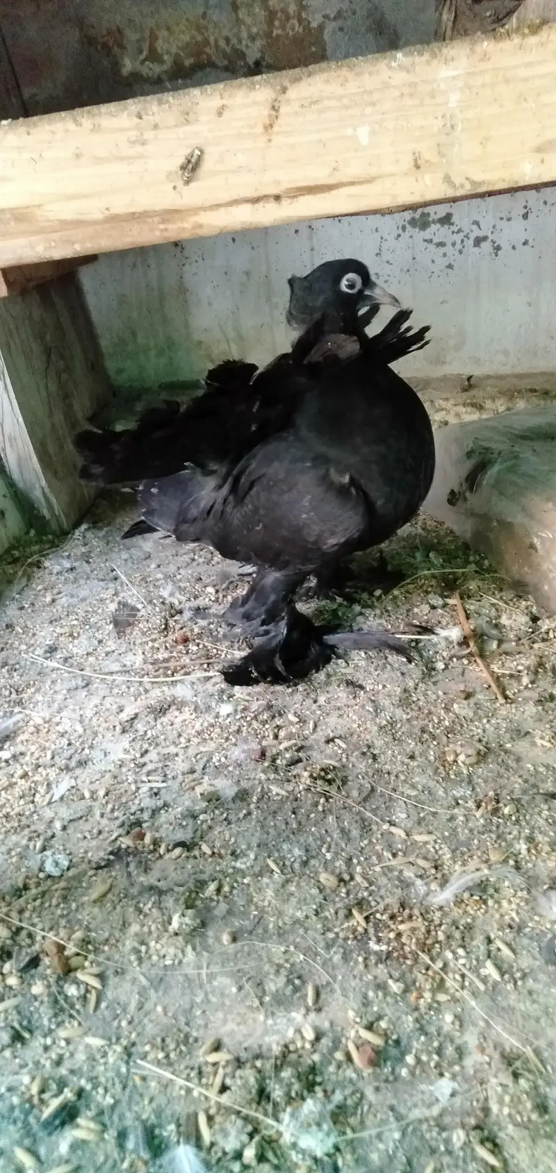 Lakka Pigeons — photo 9