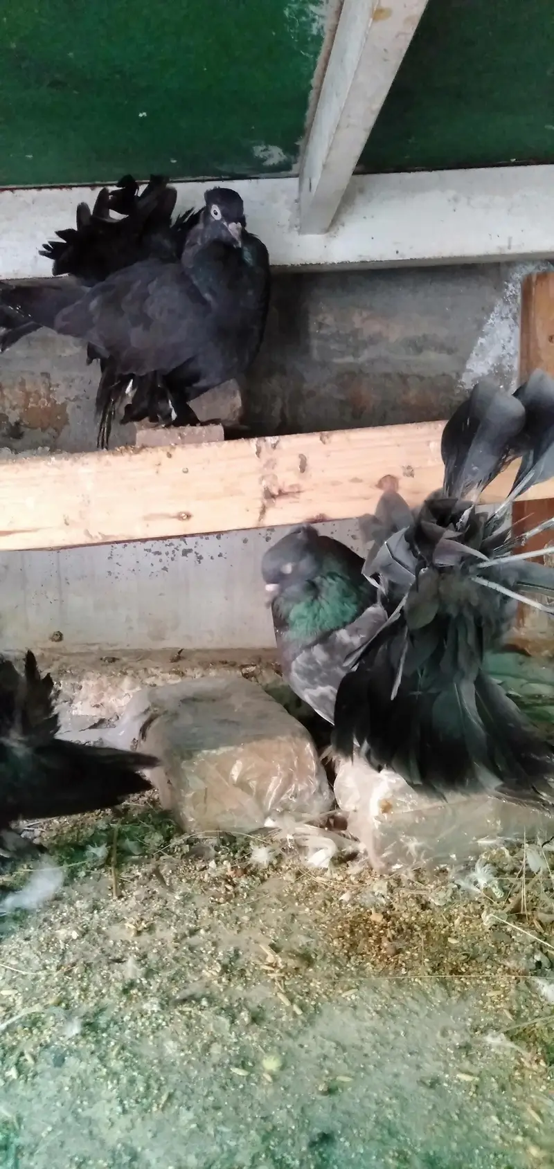 Lakka Pigeons — photo 10
