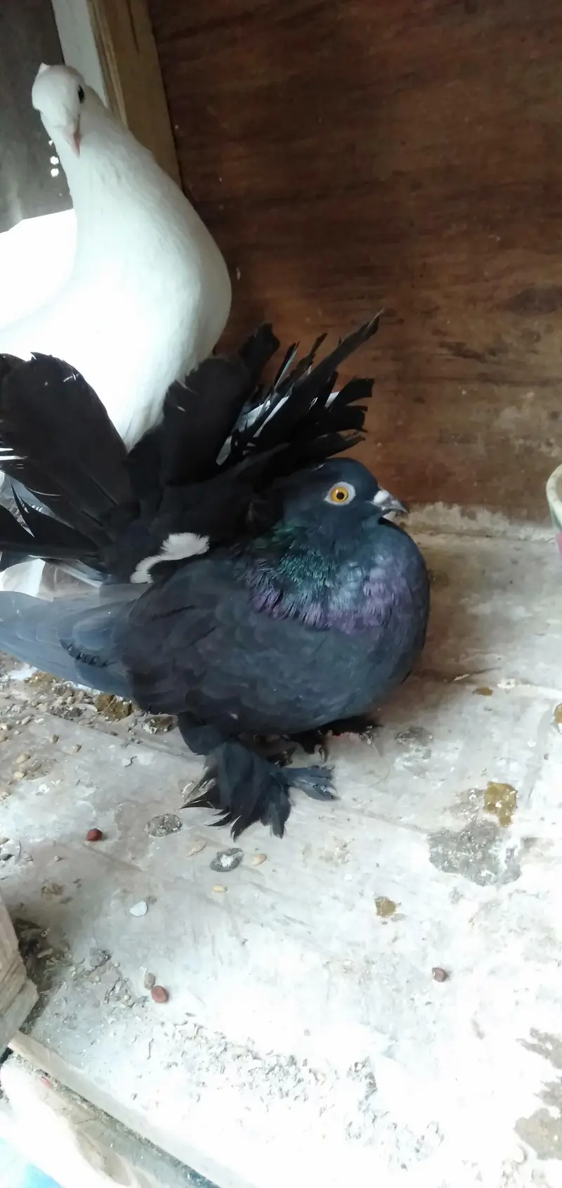 Lakka Pigeons — photo 11