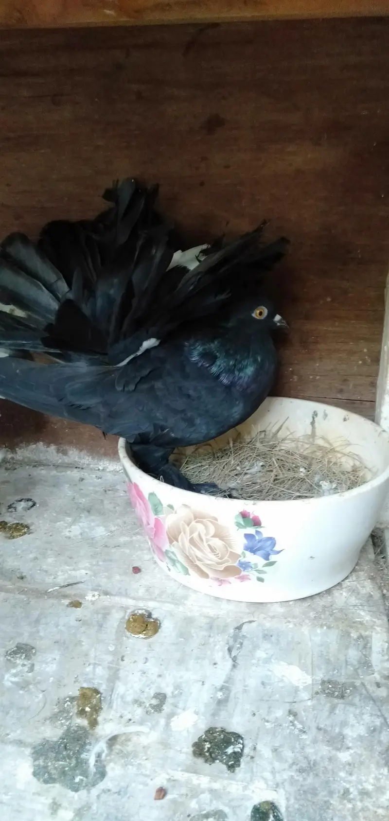 Lakka Pigeons — photo 12