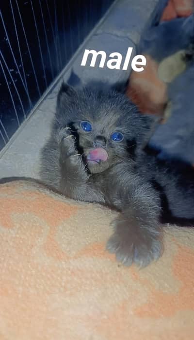 cat family for sale