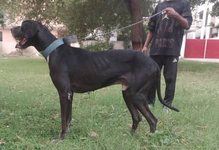 beautiful Great dane