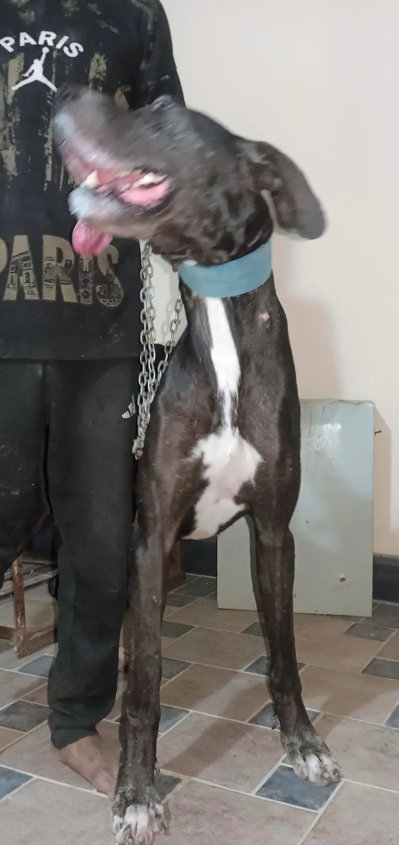 beautiful Great dane — photo 2