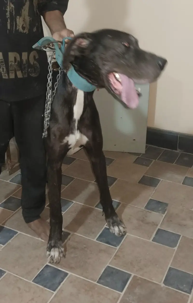 beautiful Great dane — photo 3