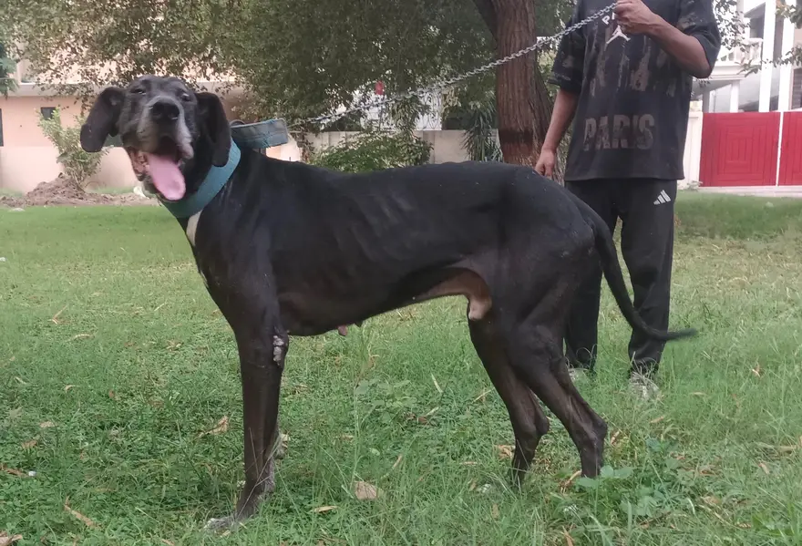 beautiful Great dane — photo 4
