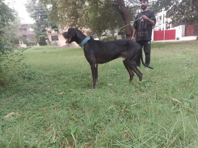 beautiful Great dane — photo 5