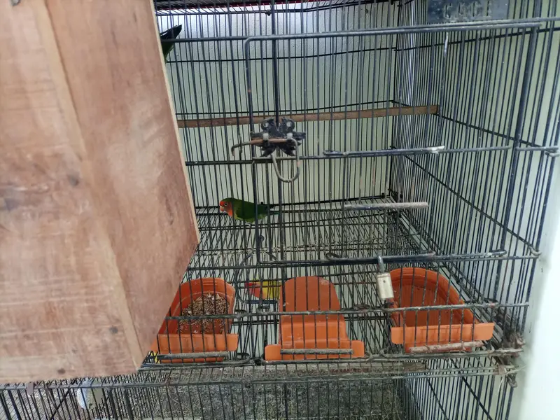 zarar cage — photo 2