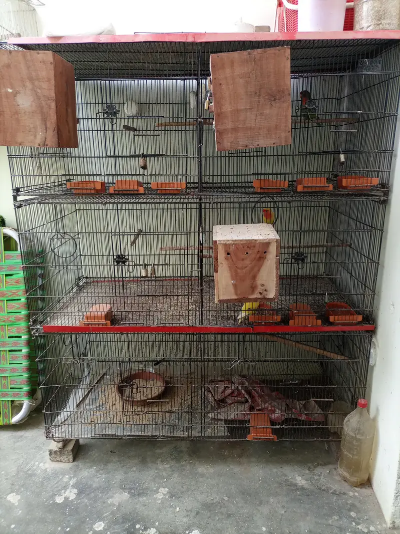 zarar cage — photo 3