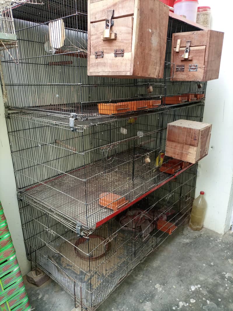 zarar cage 3