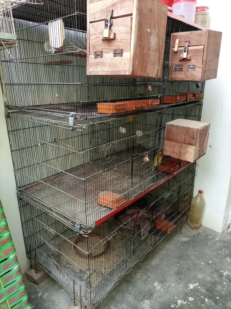 zarar cage — photo 4