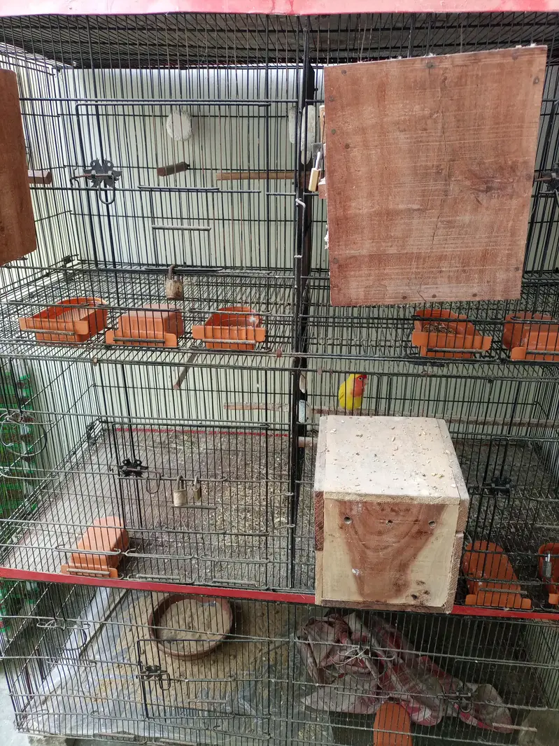 zarar cage — photo 6