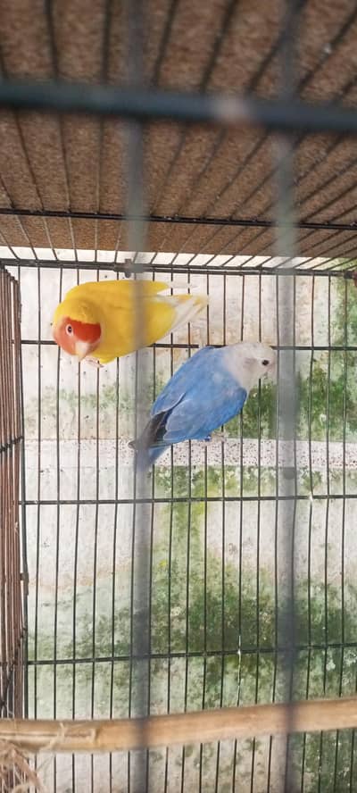 coctaiel for sale