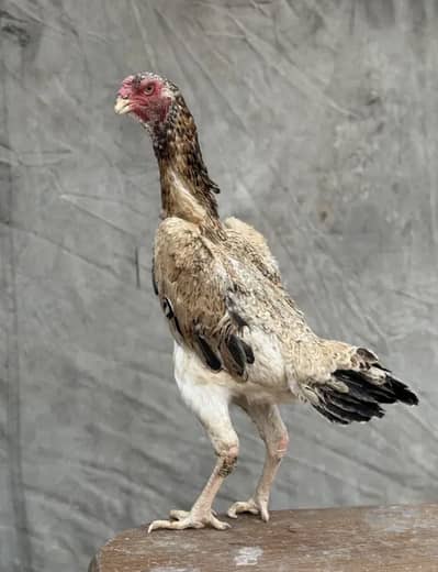 High class show level japnease females