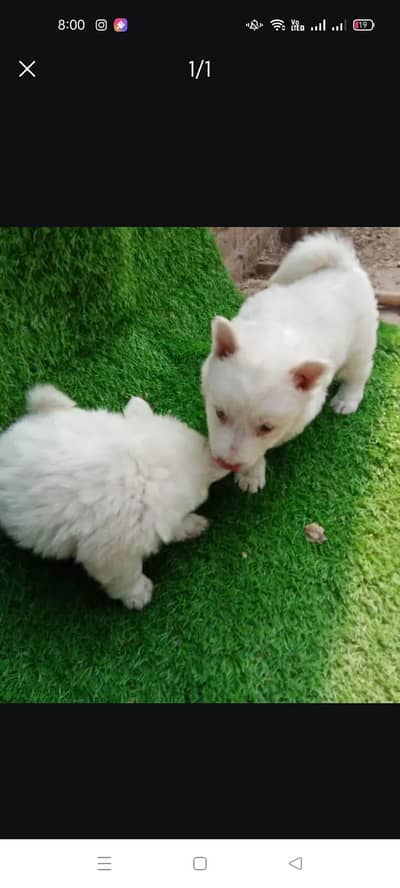 Russian puppy