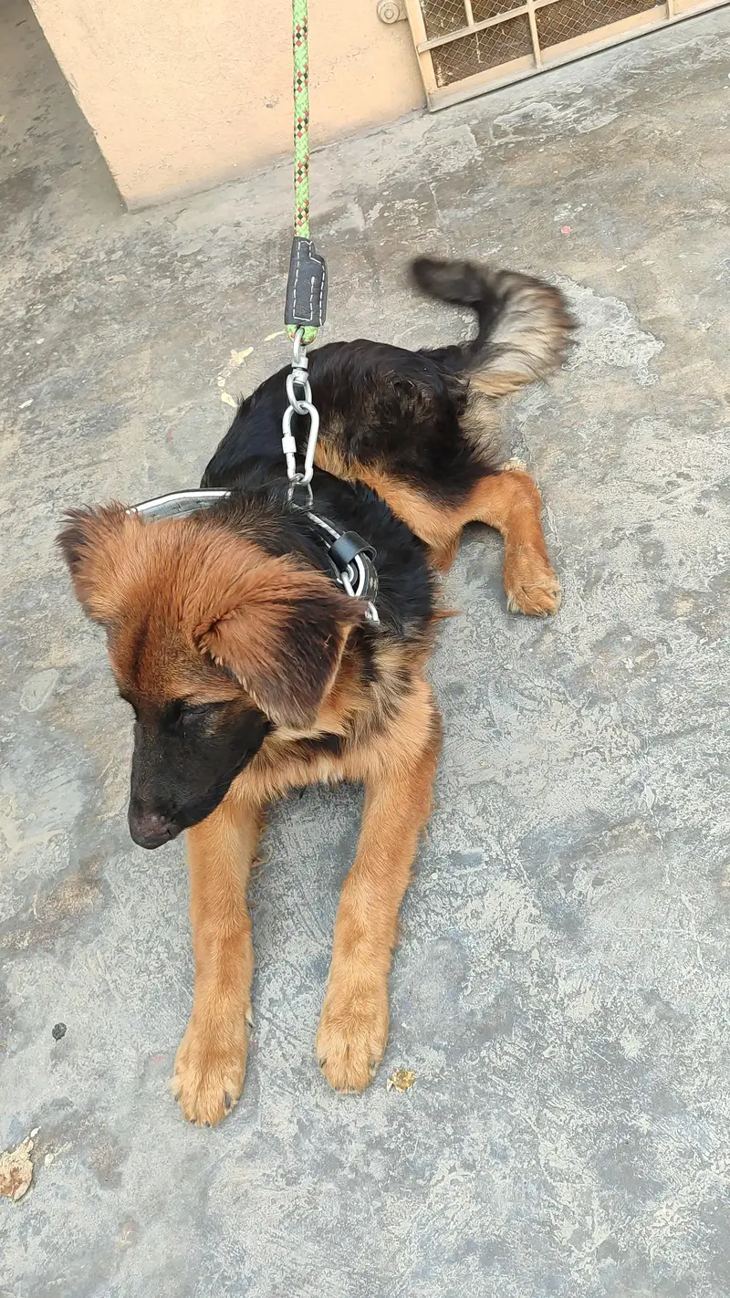 German shepherd long coat — photo 6