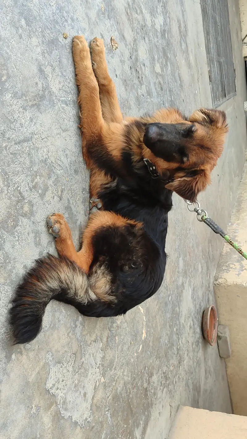German shepherd long coat — photo 7