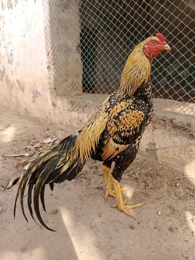 Pure aseel pair 8months old for sale