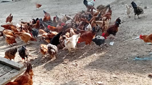 ande wali murgi 0321:2616449