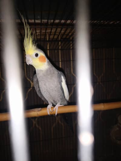 breeder Cocktail male