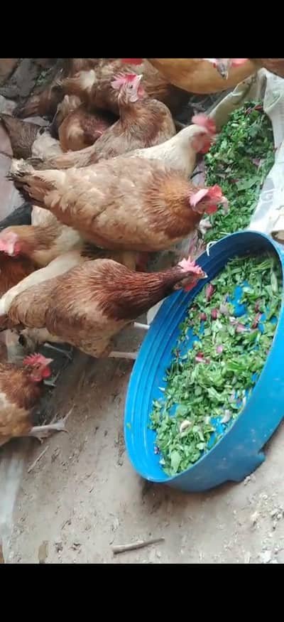 golden Desi hen egg ling granti