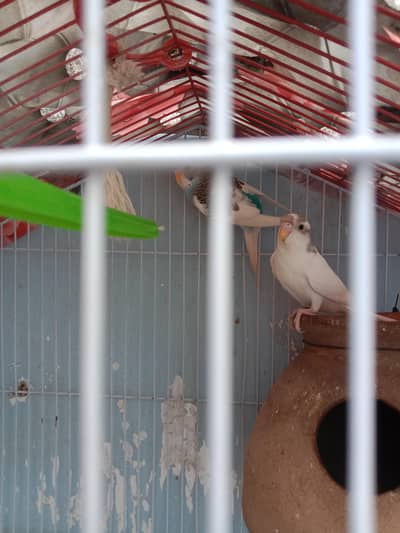 bagri pair for sell