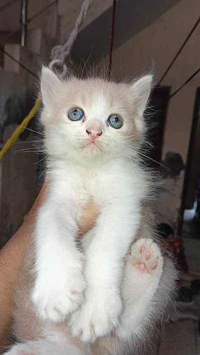 persian kitten for sale double coat