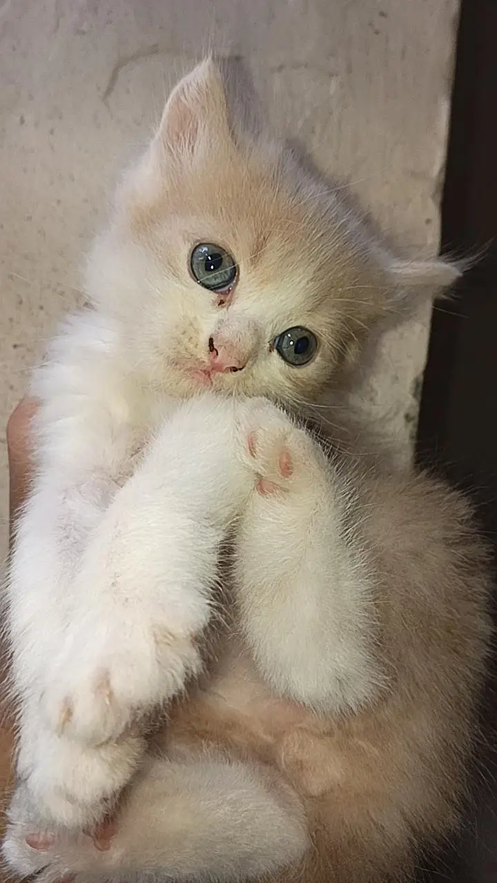 persian kitten for sale double coat — photo 2