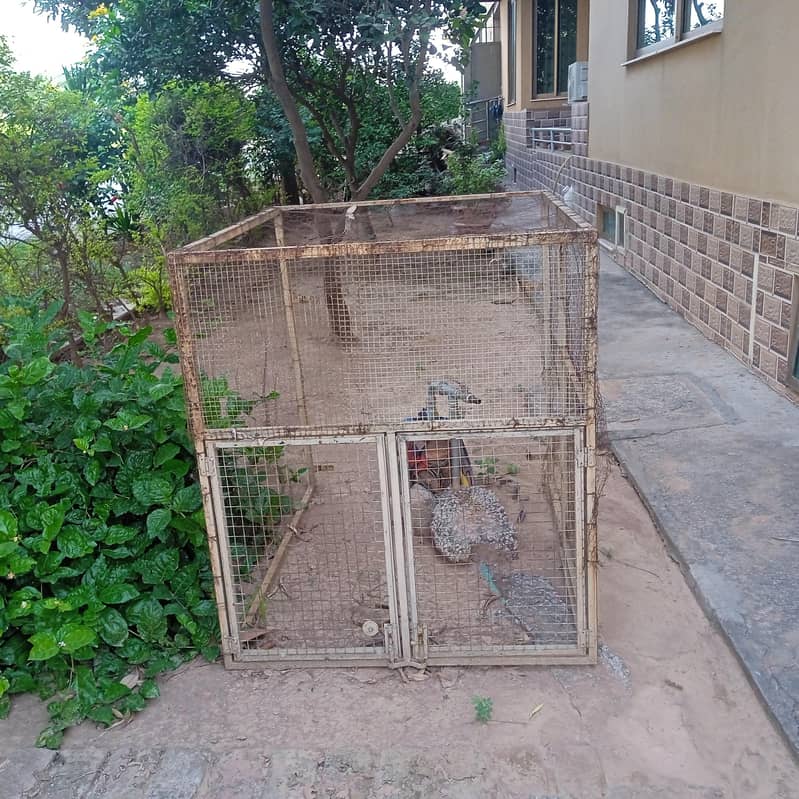 Two door cage 0