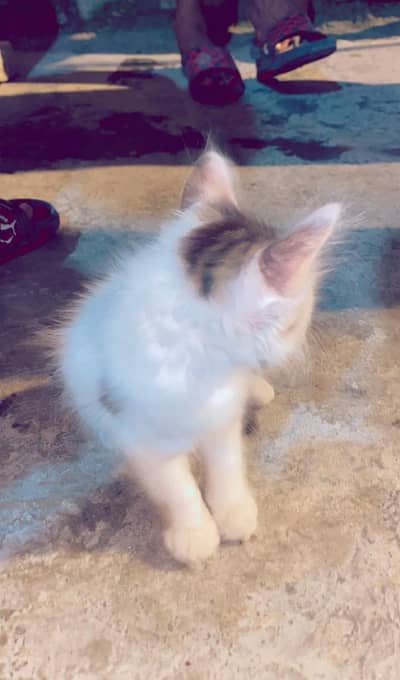 cats for sale reasonable prise.