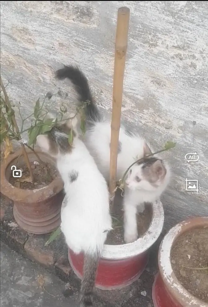 cats for sale reasonable prise. — photo 3