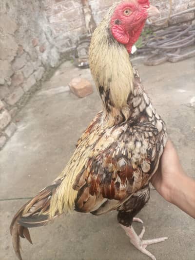 java aseel for sale