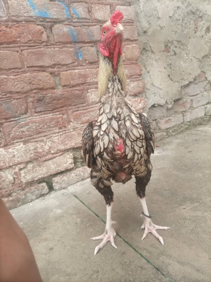 java aseel for sale 1