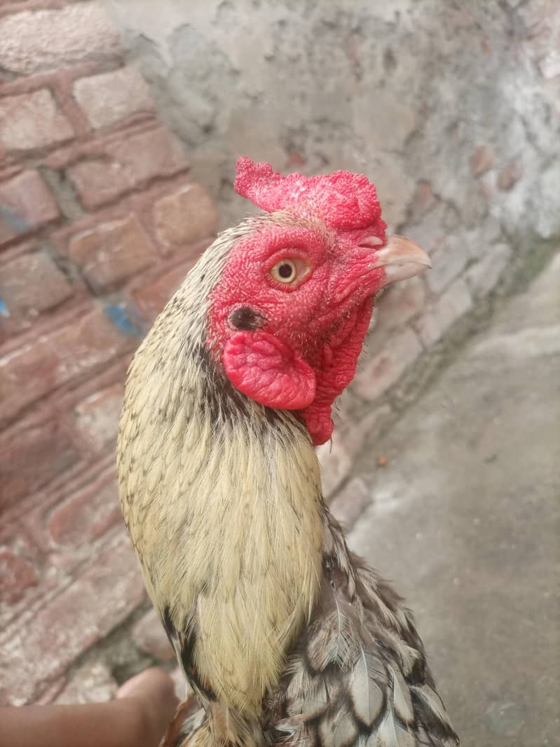 java aseel for sale 2