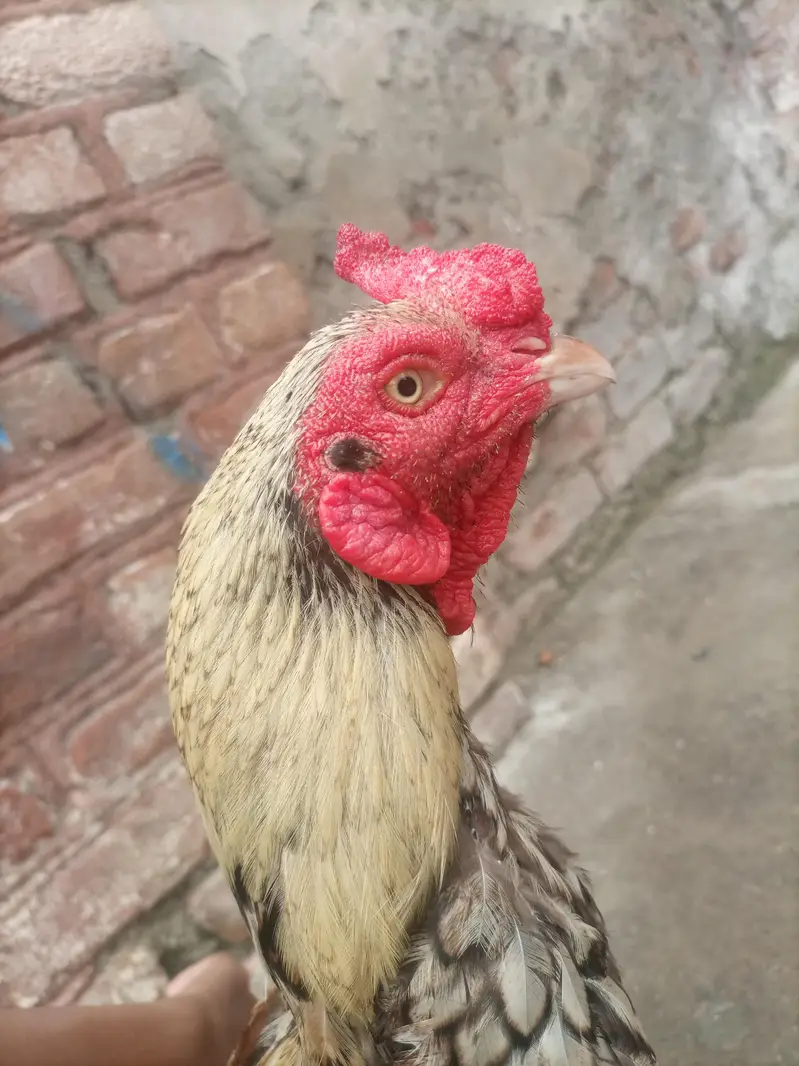 java aseel for sale — photo 3