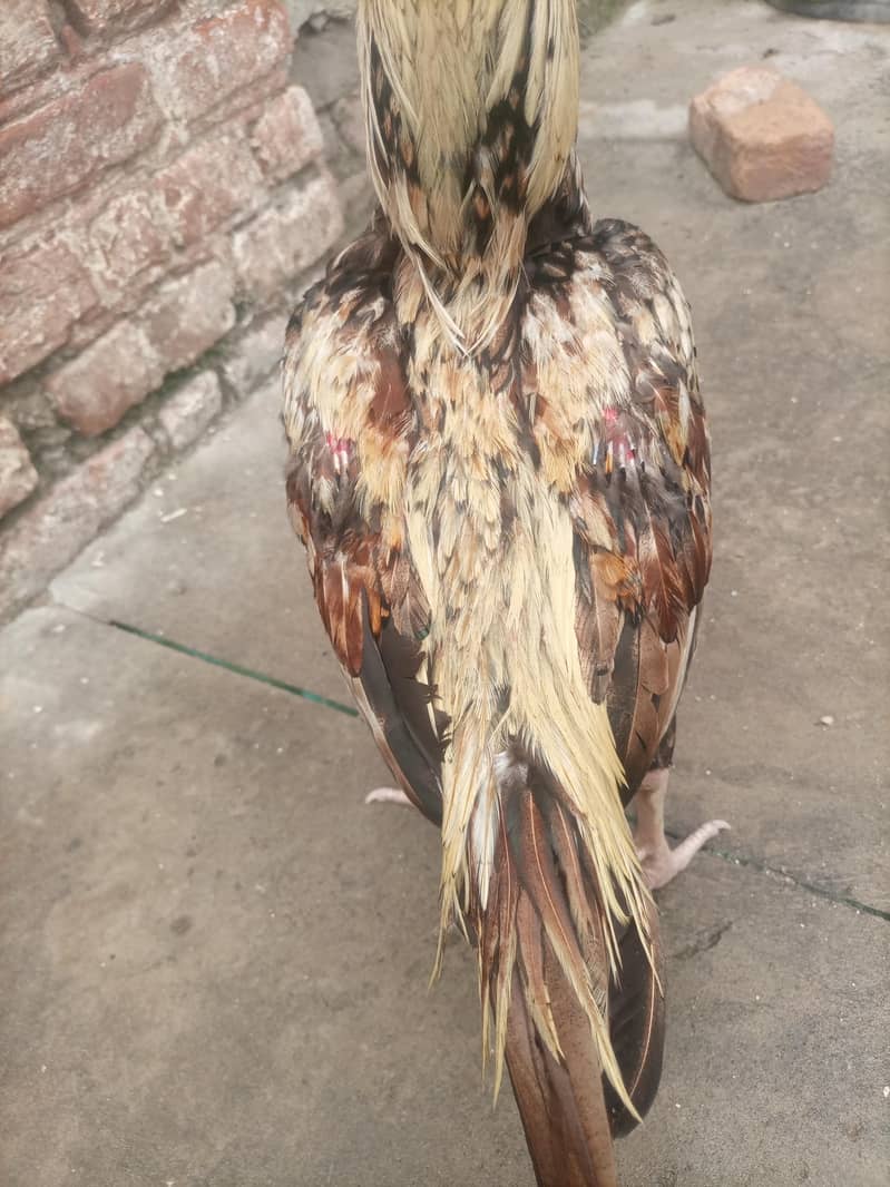 java aseel for sale 3