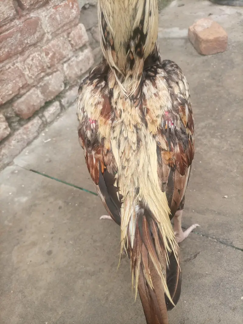 java aseel for sale — photo 4