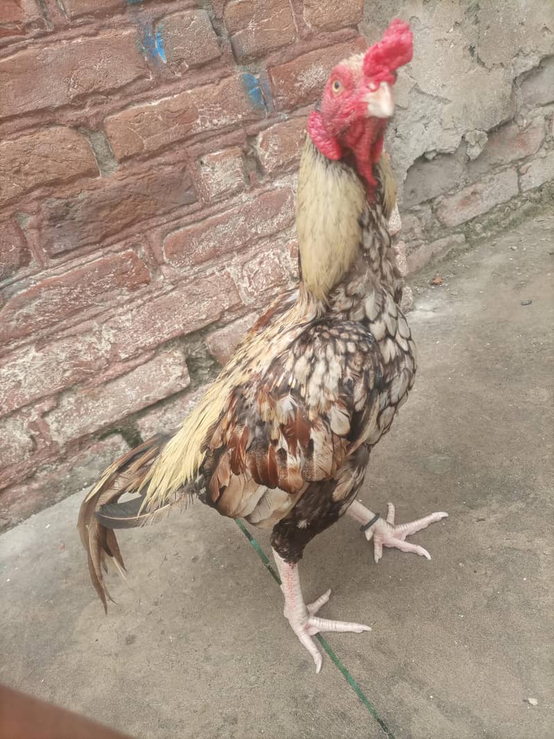 java aseel for sale 4