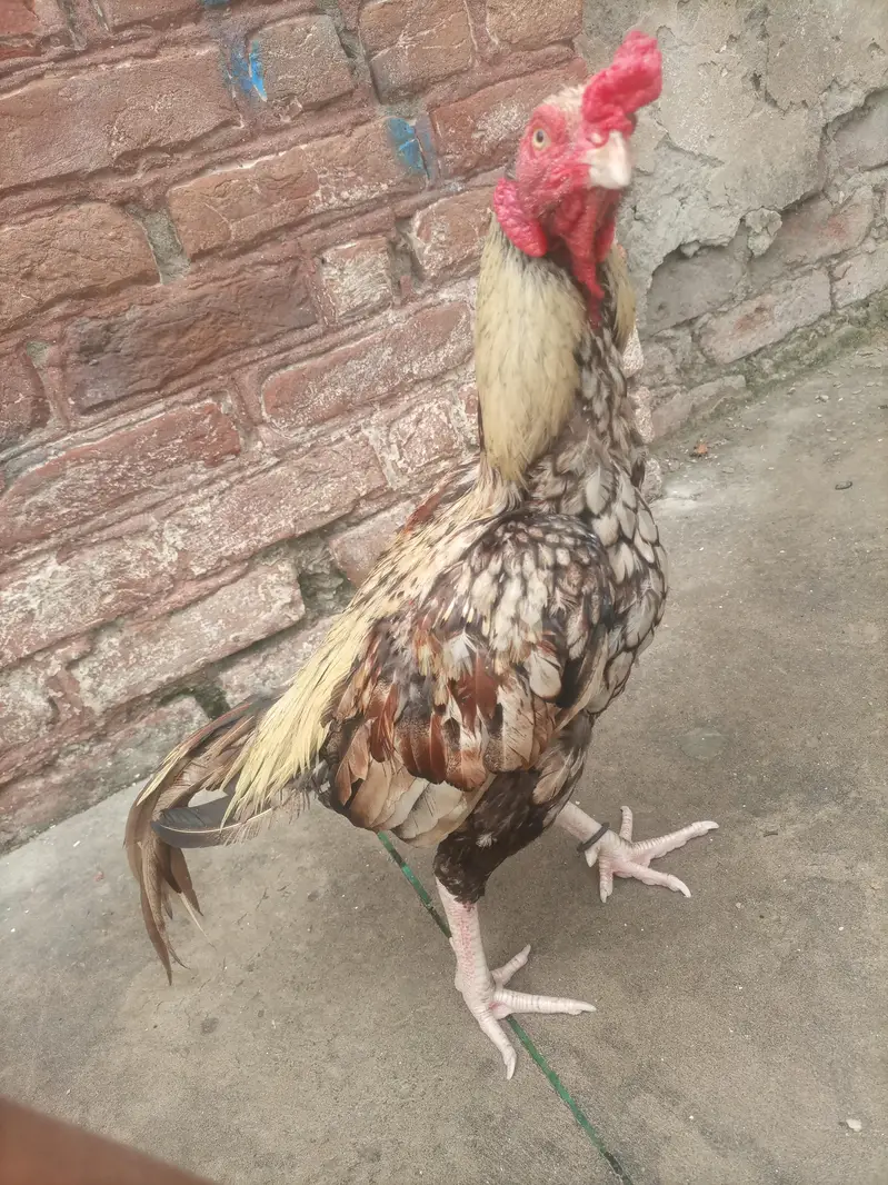 java aseel for sale — photo 5