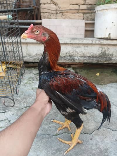 Aseel murga / aseel rampuri breed