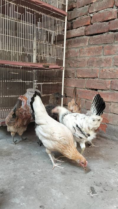 Desi Misri Hens | Stater