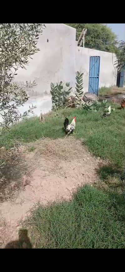 desi hens 1 rooster and 8 hens
