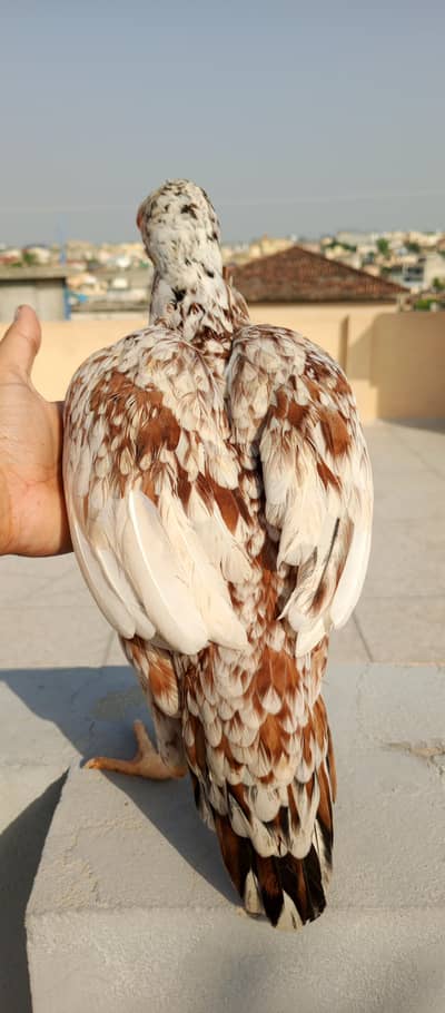 Aseel murgi for sale