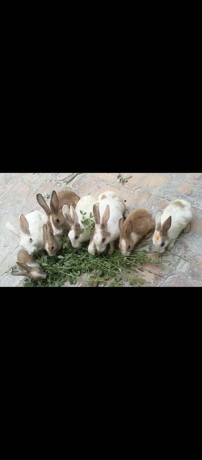 dasi rabit for sale