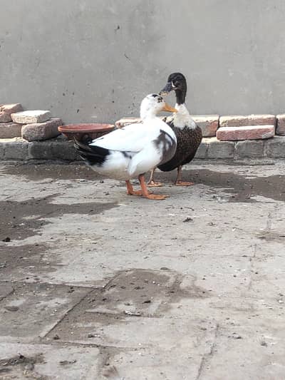 eggs laying ducks beautiful pair
