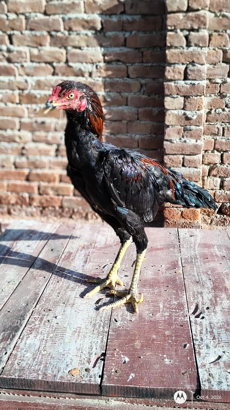 aseel patha for sale location sadiqabad 03048833957 what's app — photo 2