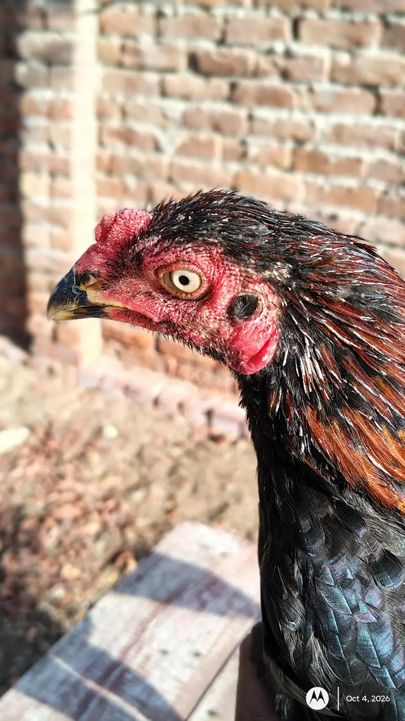 aseel patha for sale location sadiqabad 03048833957 what's app — photo 3